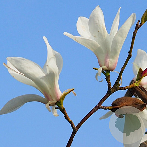 Magnolia sal. 'Louisa Fête' 10-12 cm cont. 55L