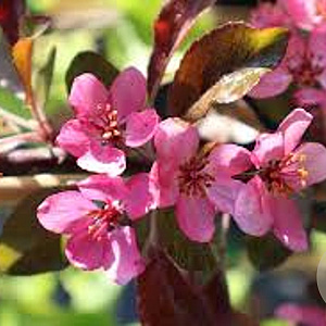 Malus 'Veitch's Scarlet' 10-12 cm 50L