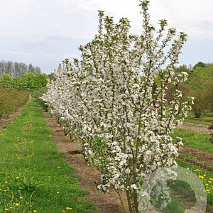 Malus 'White Angel' 175-200 cm 35L solitair meerstammig