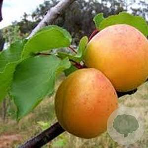 Prunus ar. 'Hongaarse' 10-12 HO 35L