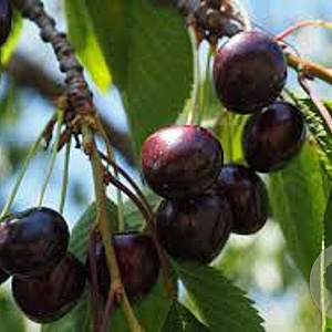 Prunus a. 'Mierlose Zwarte' 8-10 HO 25L