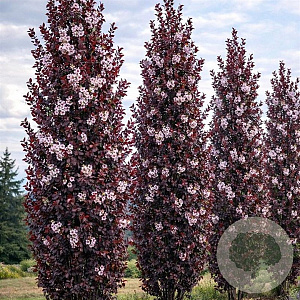 Prunus cerasifera 'Crimson Pointe' 250-300 cm 35L solitair meerstammig