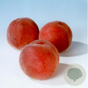 Prunus p. 'Charles Ingouf' 8-10 cm 35L