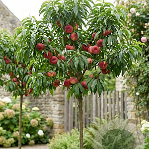 Prunus p. 'Nectarine Dwarf' 10-12 HO 35L