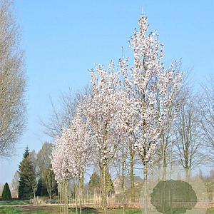 Prunus 'Spire' 250-300 cm cont. 90L meerstammig solitair