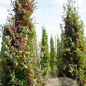 Quercus bimundorum Crimson Spire 5-6 cm 30L beveerd 