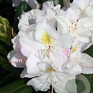 Rhododendron 'Catawbiense Album' 125-150 cm cont. 95L