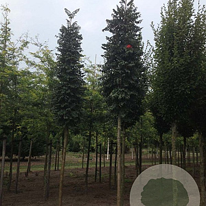 Sorbus auc. 'Fastigiata' 8-10 cm 35L 200 cm stam