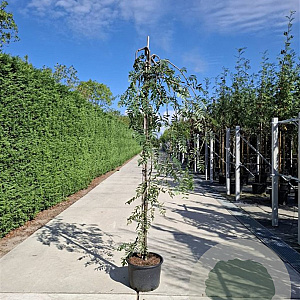 Sorbus auc. 'Pendula' 12-14 cm 50L 225 cm stam