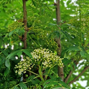 Sorbus commixta 'Fireball' 10-12 cm 25L 200 cm stam