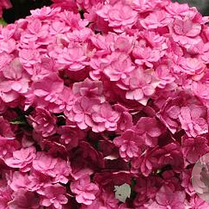 Hydrangea m. You&Me Together GM 3,0L leverbaar