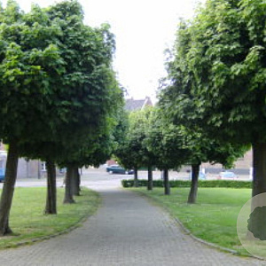 Ulmus minor 'Umbraculifera' 12-14 cm 35L 225 cm stam
