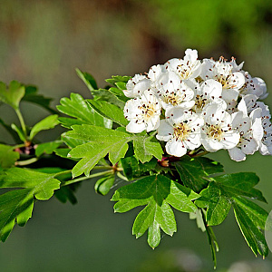 Crataegus monogyna 'Compacta' 10-12 HO 25L 225 cm stam