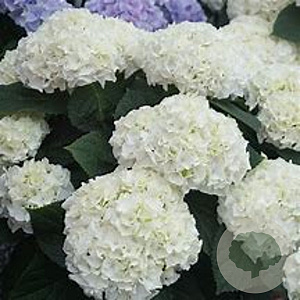 Hydrangea m. 'First White' GM