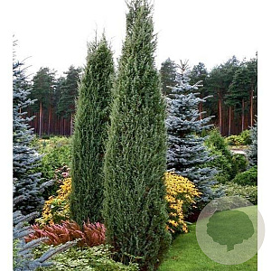 Juniperus comm. 'Arnold' 150-175 cm container meerstammig