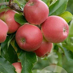 Malus domestica Royal Gala 12-14 HO container LEIVORM