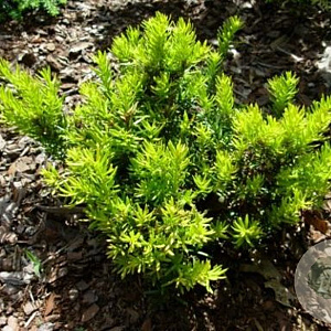 Taxus cuspidata nana 100-125 cm cont. 100L bonsai