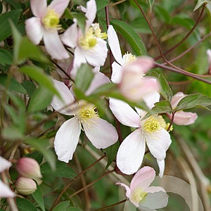 Clematis montana rubens# GM C5