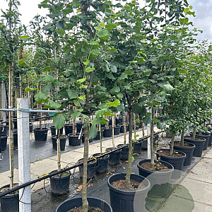 Corylus 'Halle'sche Riesen' 10-12 HA container