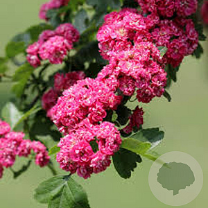 Crataegus laev. 'Paul's Scarlet' 200-250 cm container meerstammig extra