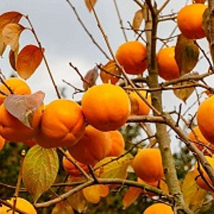 Diospyros kaki 'Rojo Brillante' 100 cm stam container 12-14