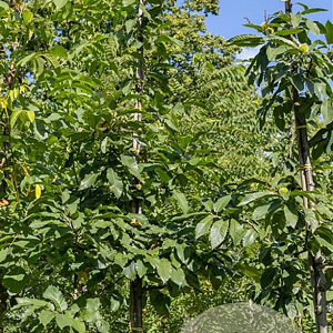 Juglans regia 'Chandler' 8-10 HO container