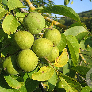 Juglans r. 'Hansen' 6-8 HO 10L