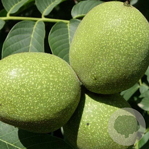 Juglans regia 'Howard' 8-10 HO container