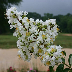 Lagerstroemia indica 'Sarah's Favorite' 200-250 cm container meerstammig extra