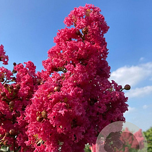 Lagerstroemia indica 'Tuscarora' 200-250 cm container meerstammig extra
