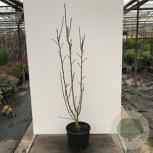 Magnolia 'Black Beauty' 10-12 HO container