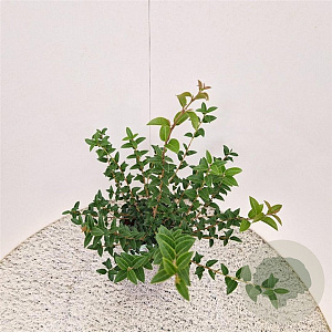 Osmanthus burkwoodii 60-70 cm 3,0L