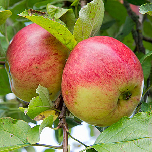 Malus d. 'Dubbele Rode Bellefleur' 10-12 HA container
