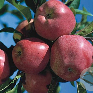 Malus d. 'Elise' 10-12 HO container