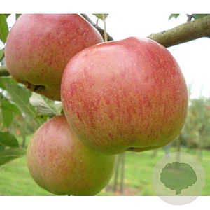 Malus d. 'Melrose' 10-12 HA container
