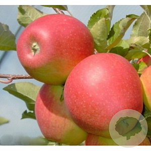 Malus d. 'Pinova' 10-12 HO container