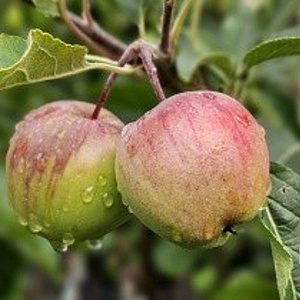 Malus d. 'Rosana' 10-12 HO container