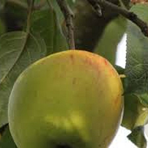 Malus d. 'Sweet Caroline' 10-12 HO container