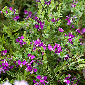 Polygala myrtifolia GM C5
