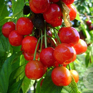 Prunus a. 'Inspecteur Löhnis' 10-12 HO container