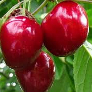 Prunus a. 'Summit' 10-12 HA container