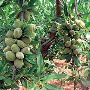 Prunus d. 'Avijor' 12-14 HA 20L 100 cm stam