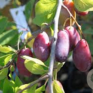 Prunus d. 'Betuwse Kwets' 200-250 cm container meerstammig extra