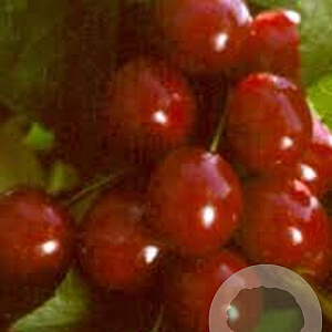 Prunus c. 'Kelleris 16' 10-12 HA container