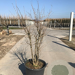 Punica granatum 10-12 HA container