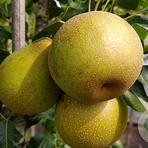 Pyrus communis 'Benita' 10-12 HA container