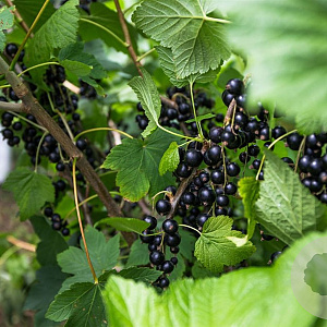 Ribes nigr. 'Rosenthal' halfstam 5,0L