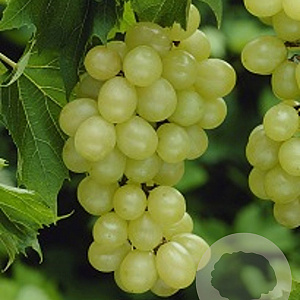 Vitis 'Muscat White' 60-70 cm 2,0L