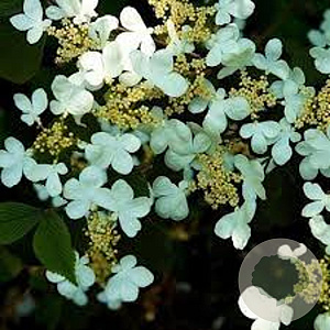 Viburnum plic. 'Tennessee' 100 cm stam cont. 110L