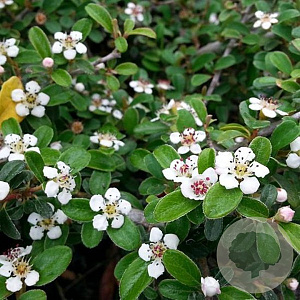 Cotoneaster radicans GM P9
